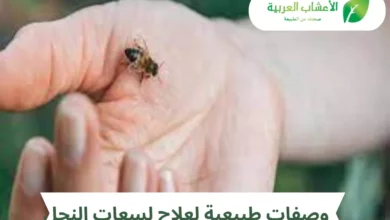وصفات طبيعية لعلاج لسعات النحل